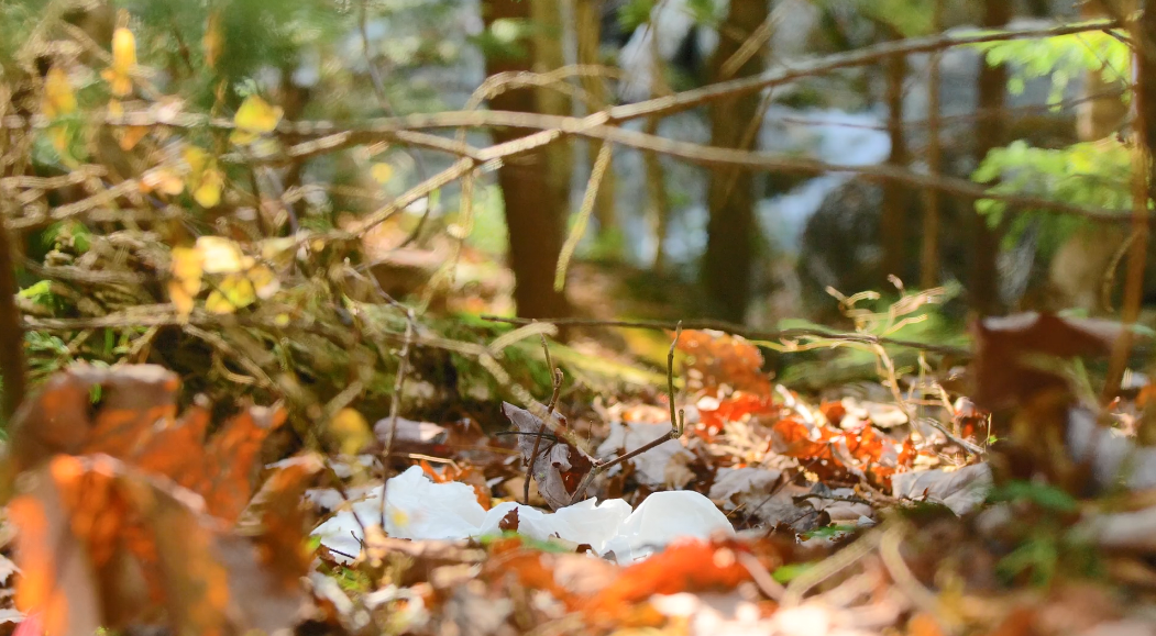 VIDEO: Ecological Impacts of Overuse in the Adirondacks